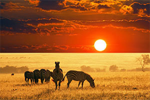 safari-sunset-comp